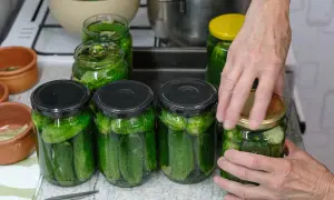 Słoiki z ogórkami czekają na zalewę. Zastanawiasz się, jak długo moczyć ogórki przed kiszeniem, by były idealne?