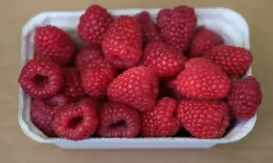 Pyszne, soczyste maliny w białym pojemniku. Zastanawiasz się, czy maliny się myje przed jedzeniem? Tak, zawsze warto je delikatnie opłukać.