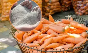 Koszyk pełen świeżych marchewek, a w tle worki z tym warzywem. W rogu dłonie trzymające piasek – sekret, jak przechowywać marchew, by była świeża.