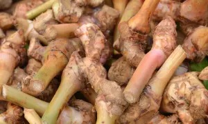Kłącza galangalu, przyprawy o korzennym aromacie. Co to jest galangal? To egzotyczny korzeń, który dodaje potrawom wyrazistości.